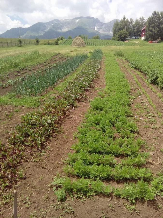 Organic Family Farm Hotell Žabljak Eksteriør bilde
