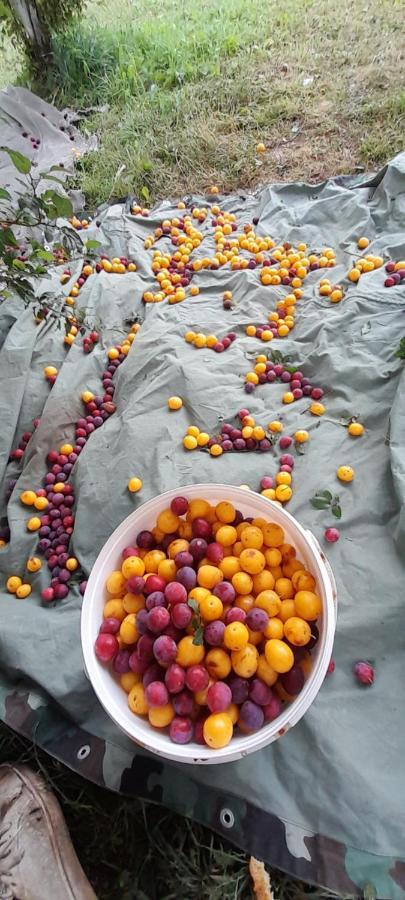 Organic Family Farm Hotell Žabljak Eksteriør bilde