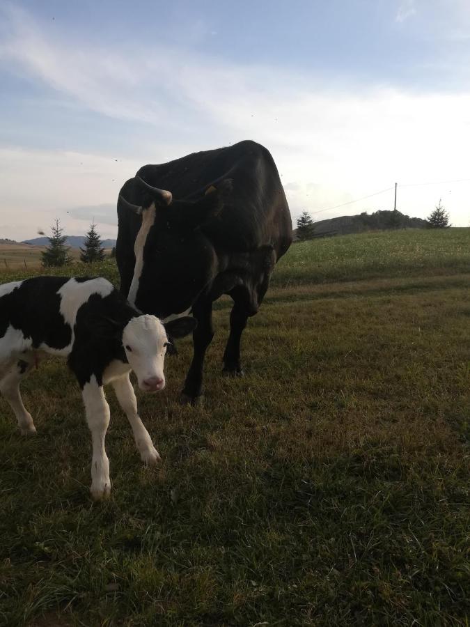 Organic Family Farm Hotell Žabljak Eksteriør bilde