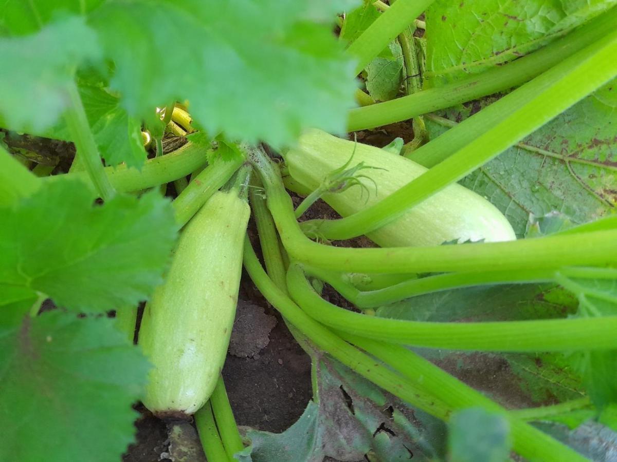 Organic Family Farm Hotell Žabljak Eksteriør bilde