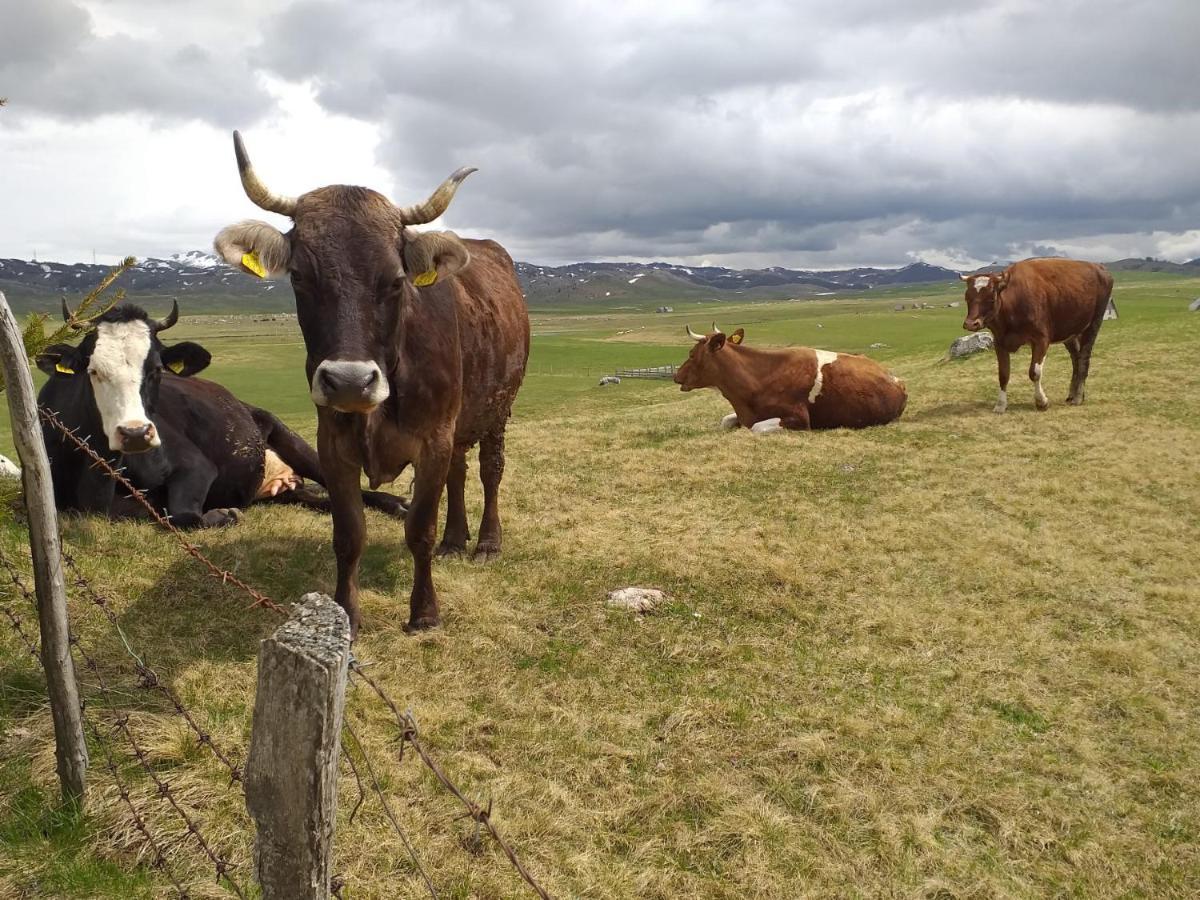 Organic Family Farm Hotell Žabljak Eksteriør bilde