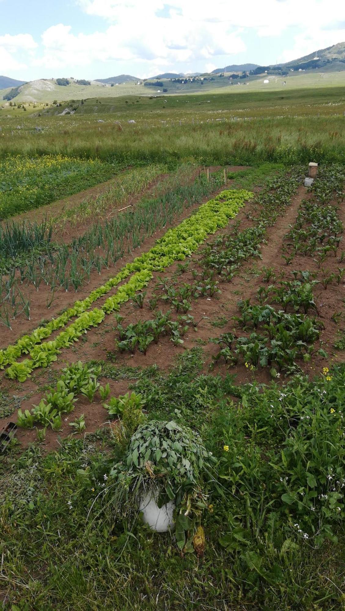 Organic Family Farm Hotell Žabljak Rom bilde