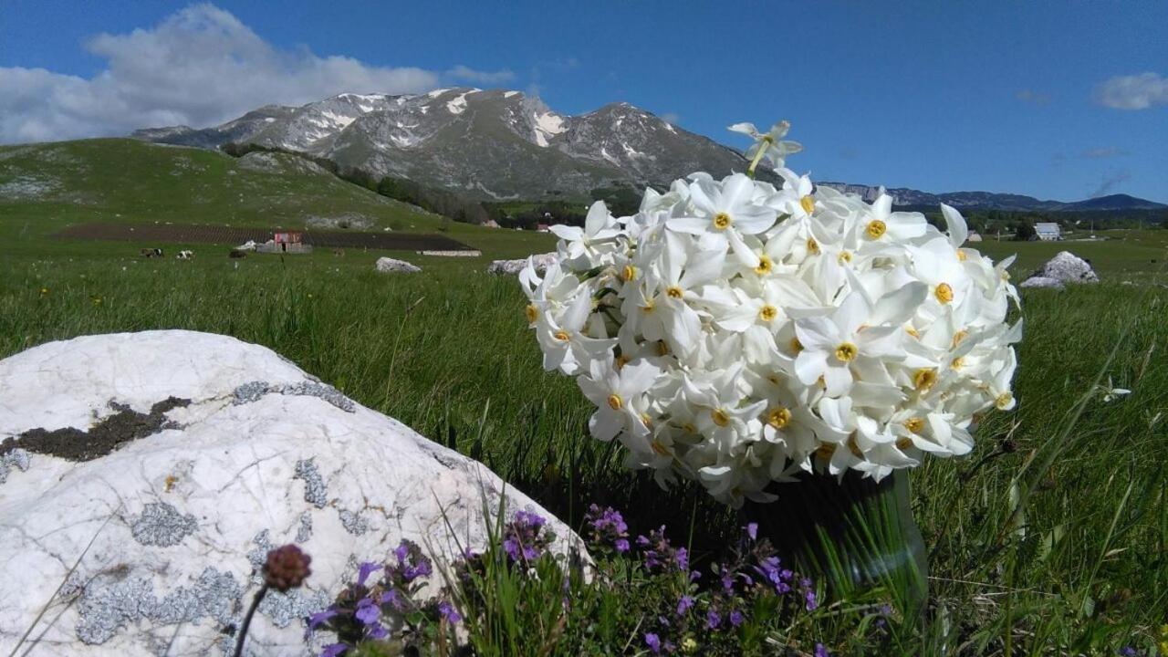 Organic Family Farm Hotell Žabljak Eksteriør bilde