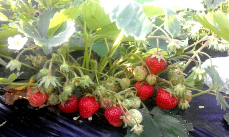 Organic Family Farm Hotell Žabljak Eksteriør bilde