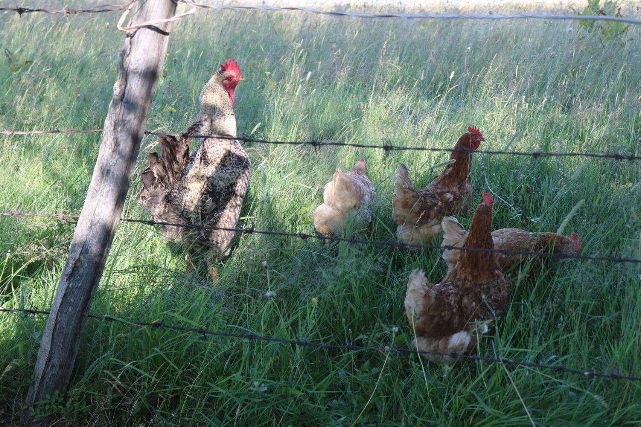 Organic Family Farm Hotell Žabljak Eksteriør bilde
